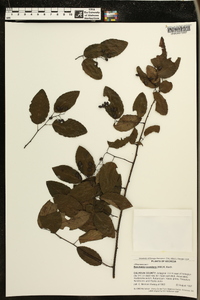 Berchemia scandens image