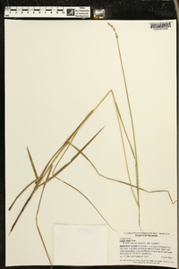 Carex alata image