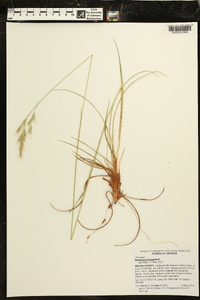 Danthonia sericea image