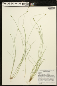 Carex leptalea var. harperi image