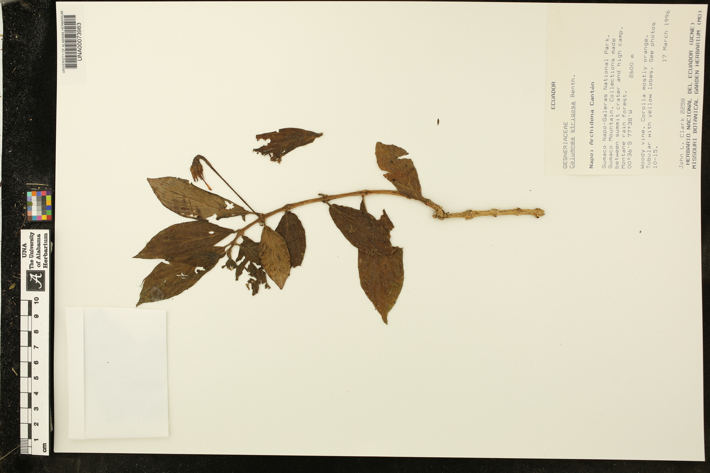 Columnea strigosa image