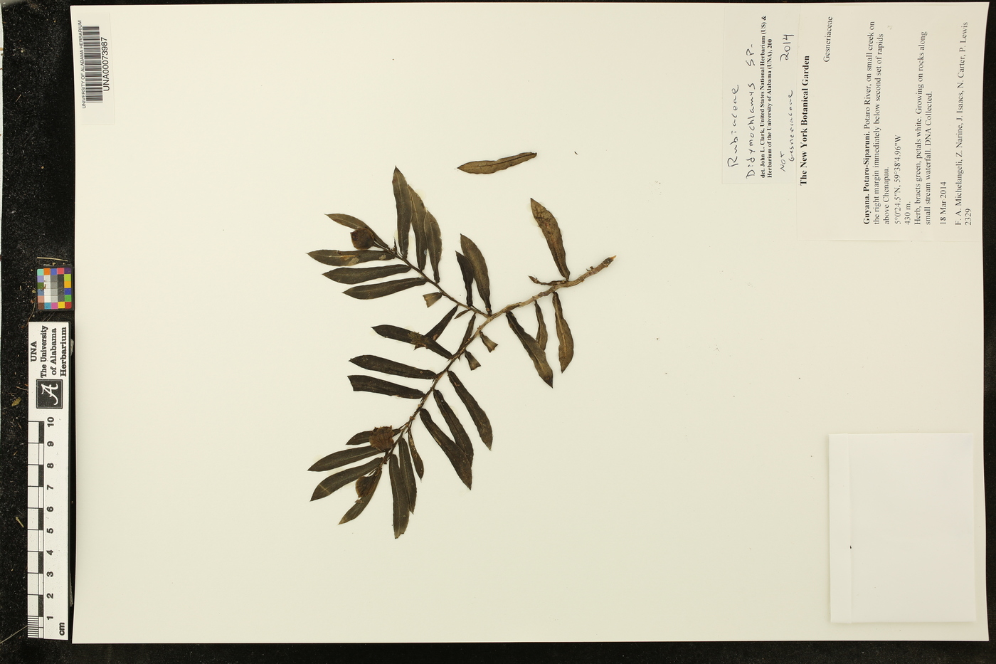 Didymochlamys image