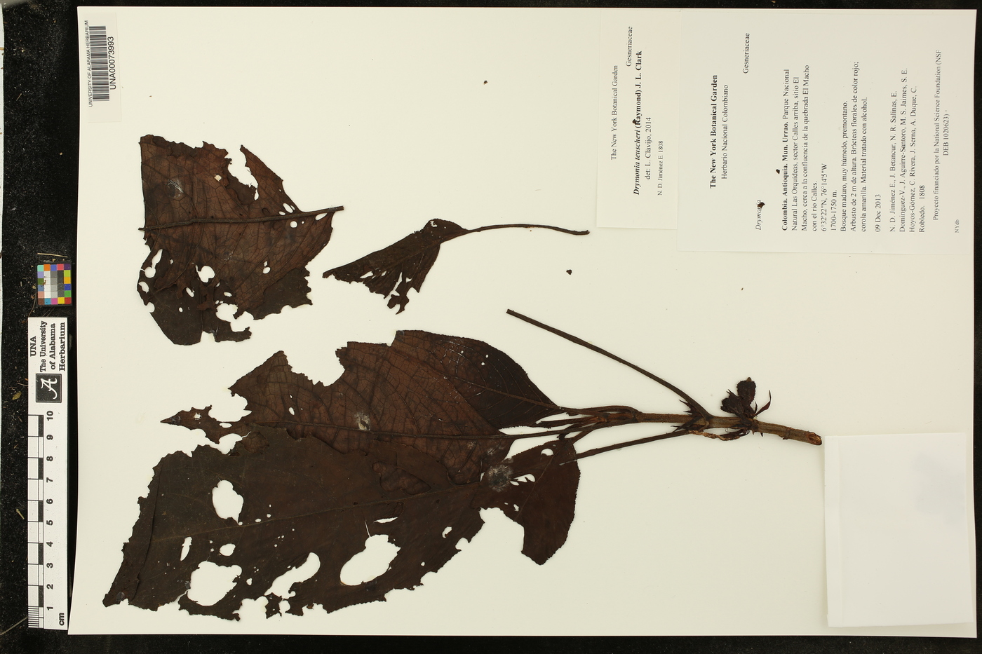 Drymonia teuscheri image