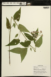 Symphyotrichum urophyllum image