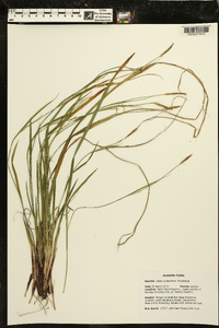 Carex purpurifera image