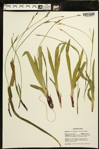 Carex careyana image