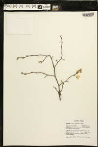 Prunus umbellata image