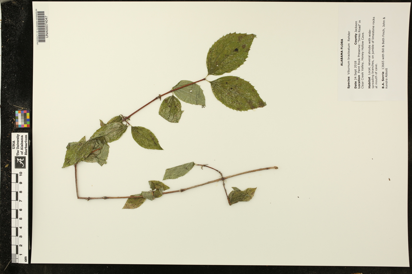 Viburnum bracteatum image