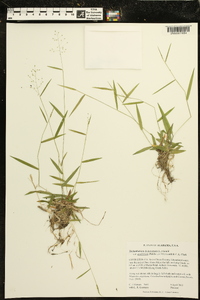 Dichanthelium ensifolium image