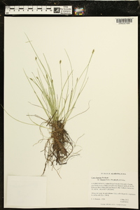 Carex leptalea var. harperi image