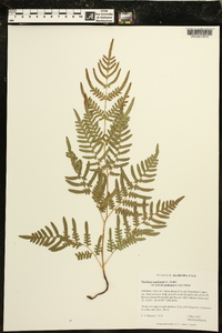 Pteridium aquilinum subsp. pseudocaudatum image