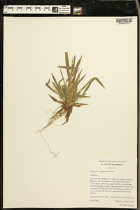 Panicum xalapense image