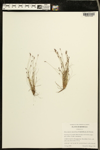 Eleocharis maculosa image