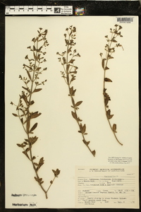 Trichostema dichotomum image