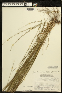 Chasmanthium sessiliflorum image