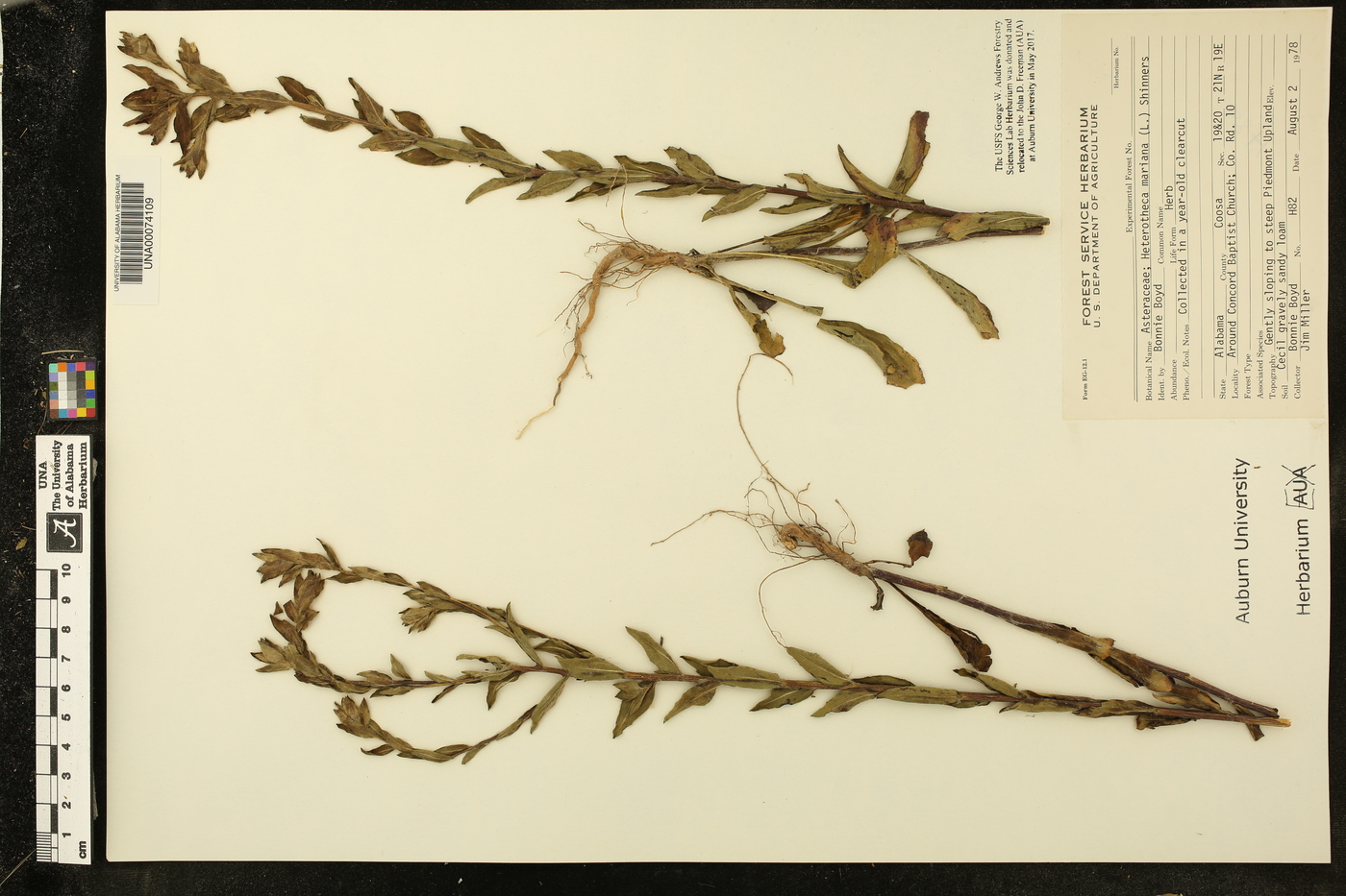 Heterotheca mariana image