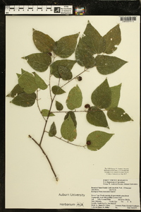 Celtis tenuifolia image