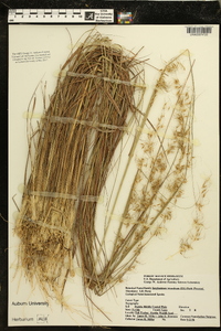 Sorghastrum secundum image