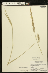 Lolium arundinaceum image