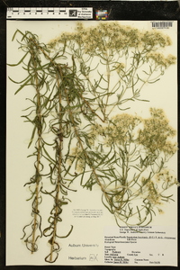 Eupatorium leucolepis image