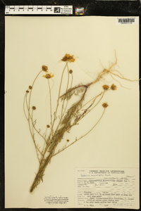 Balduina angustifolia image