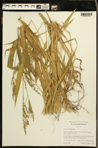 Panicum molle image