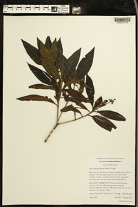 Miconia schlechtendalii image