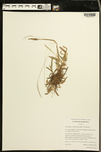 Axonopus compressus image