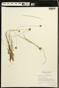 Rhynchospora barbata image