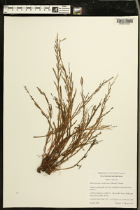Image of Marathrum modestum