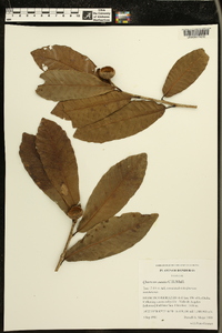 Quercus corrugata image