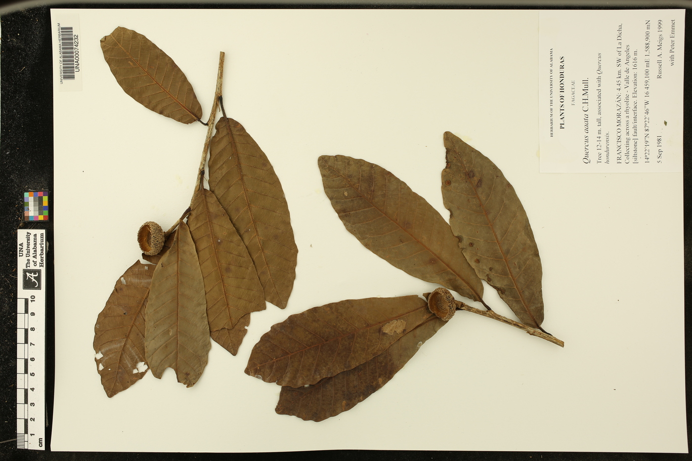 Quercus corrugata image