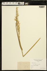 Avena sativa image