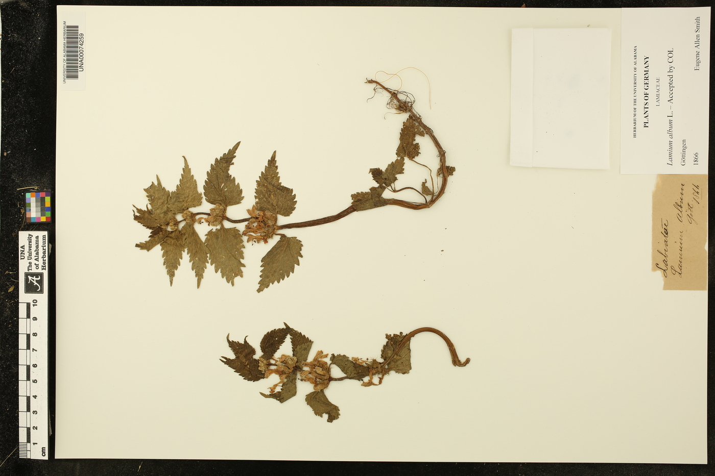 Lamium album image