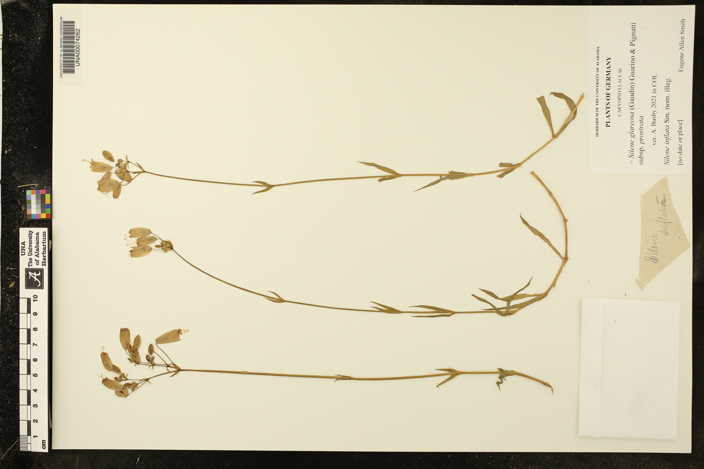 Silene glareosa subsp. prostrata image