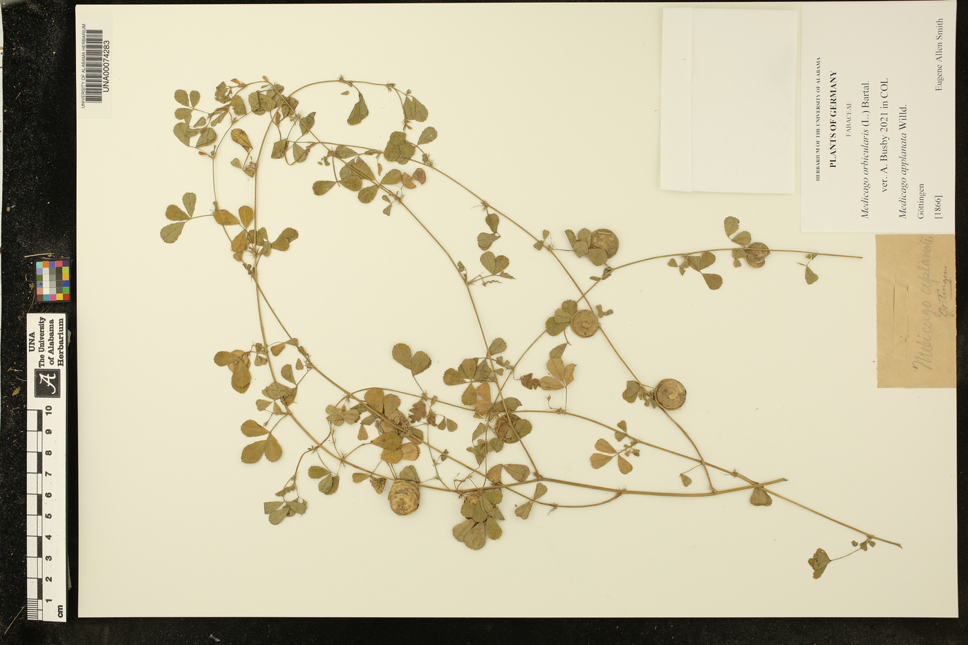 Medicago orbicularis image