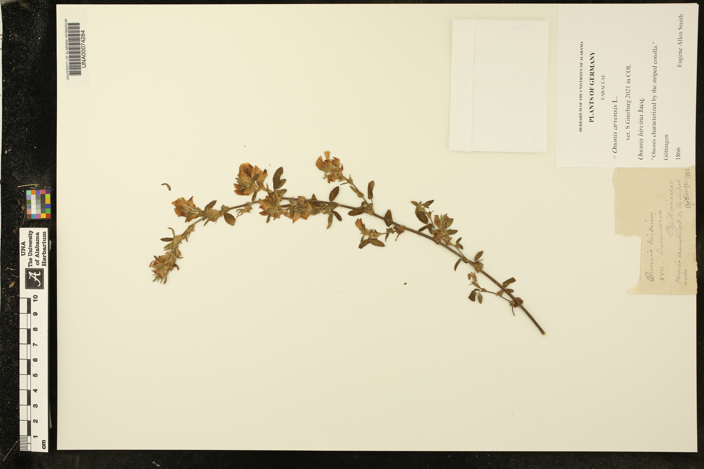 Ononis arvensis image