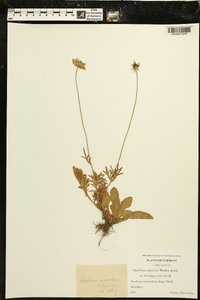 Scabiosa canescens image