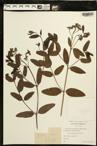 Poacynum venetum image