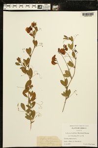 Lathyrus linifolius image