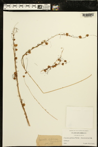 Cuscuta epilinum image