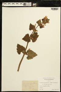 Lamium garganicum image