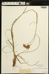Luzula pediformis image