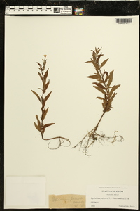 Epilobium palustre image