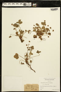 Potentilla sterilis image