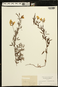 Lathyrus pratensis image