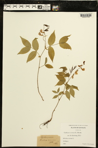 Lathyrus vernus image