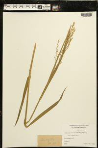 Glyceria maxima image
