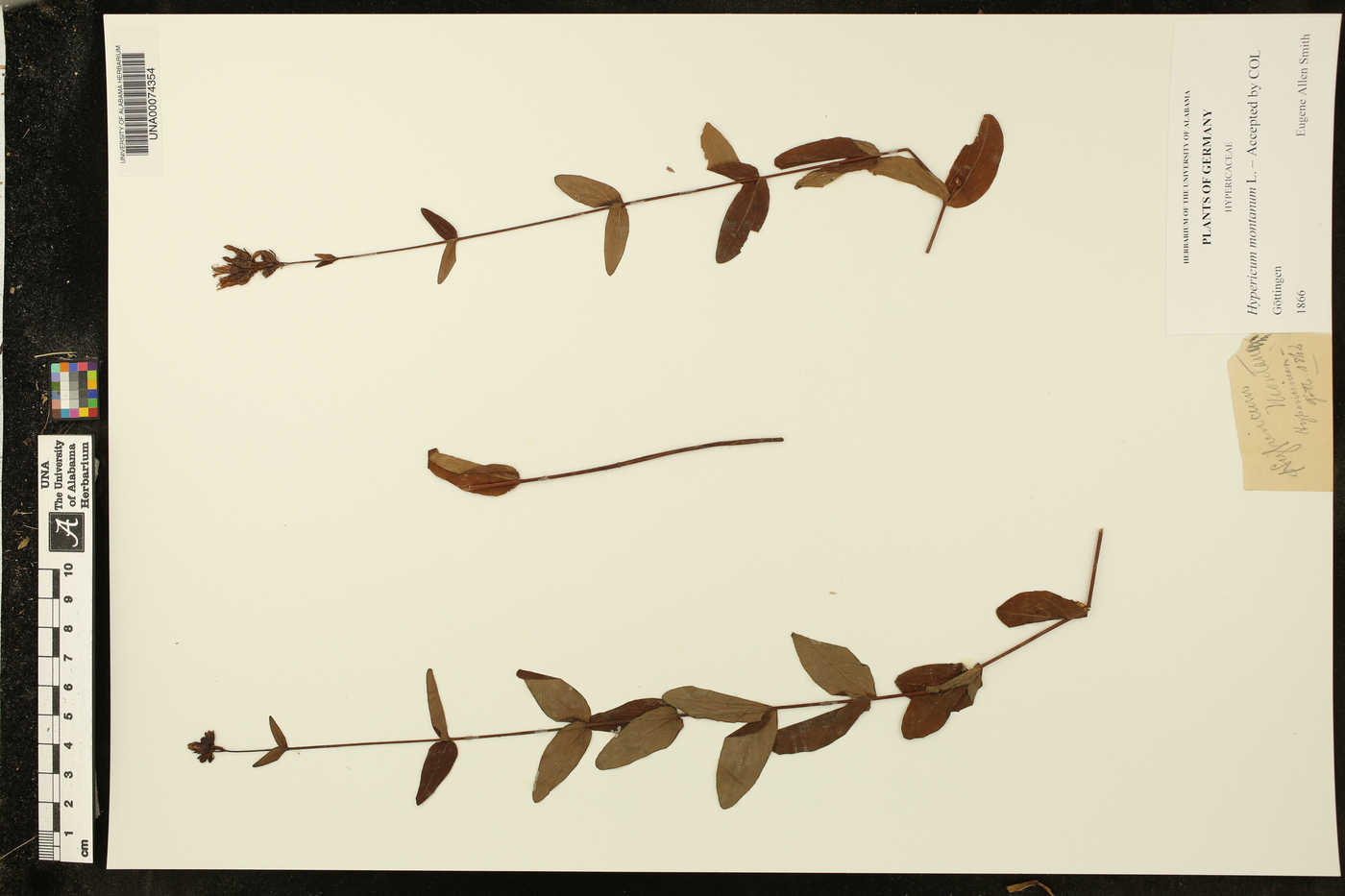 Hypericum montanum image