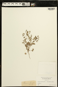 Fumaria officinalis image